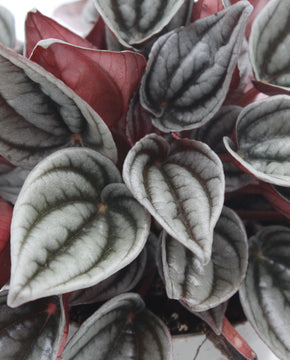 Peperomia caperata 'Mendoza'