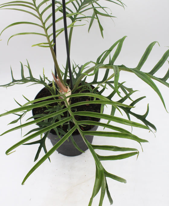 Philodendron tortum Image 3
