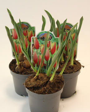 Tulipa linifolia 'Red Hunter'