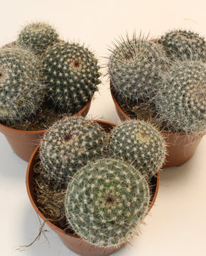 Mammillaria hahniana