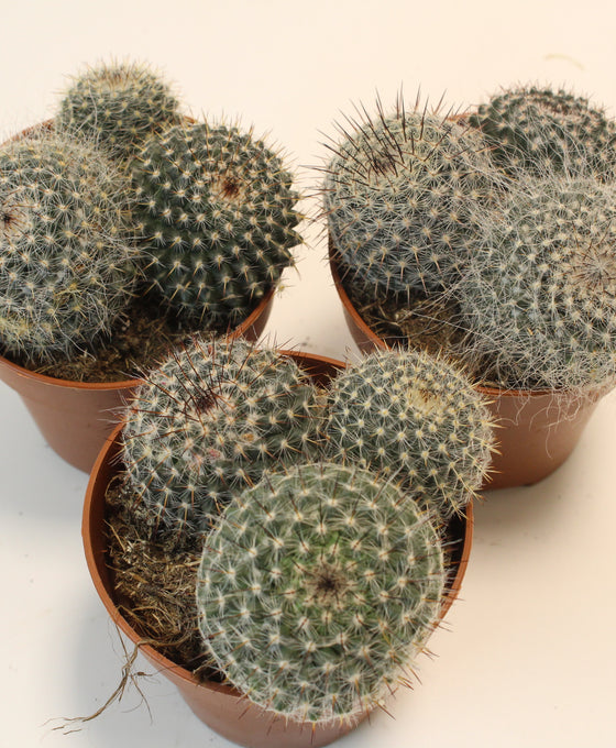 Mammillaria hahniana Image 1