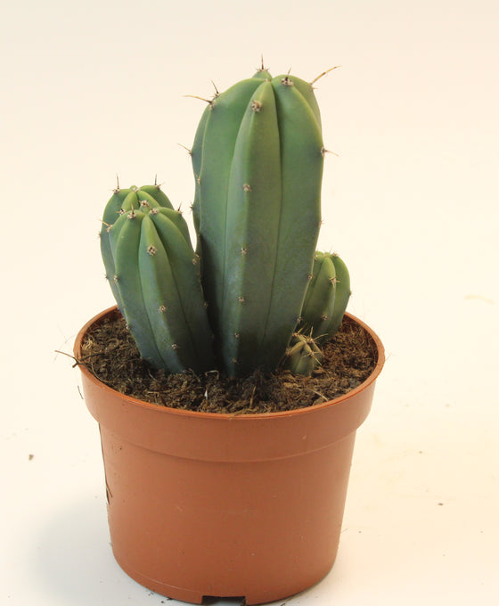 Myrtillocactus geometrizans Image 2