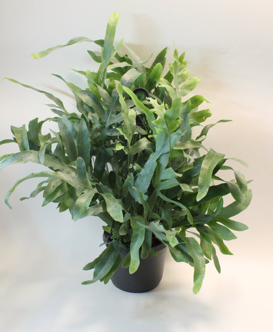 Phlebodium aureum Image 2