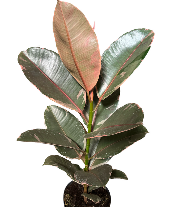 Ficus elastica Image 1