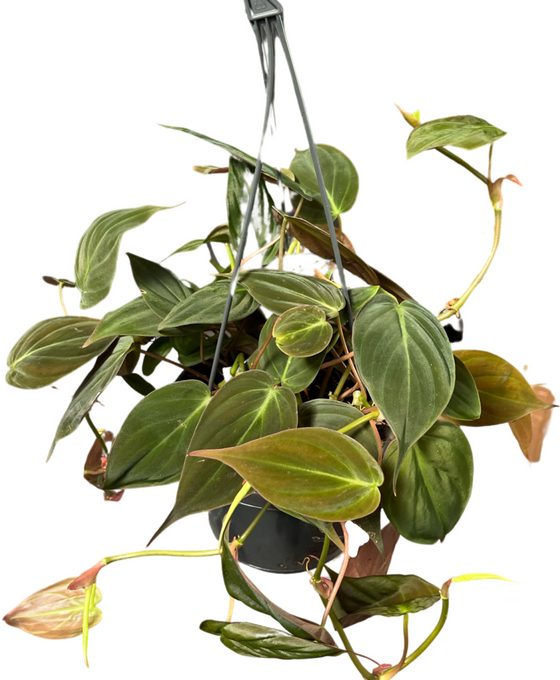 Philodendron hederaceum var. hederaceum Image 2