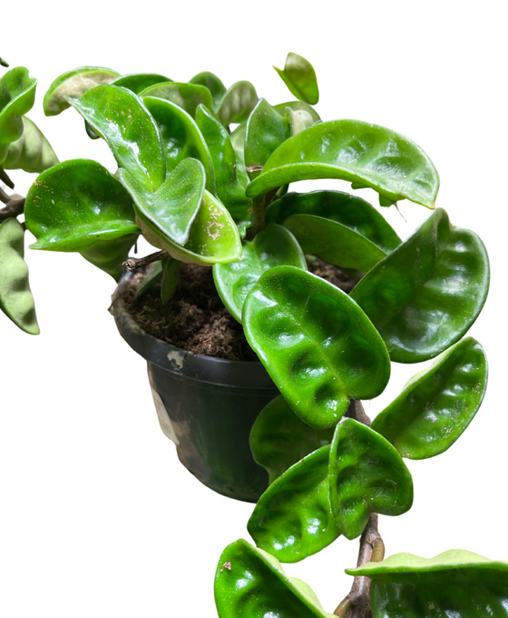 Hoya carnosa 'Krinkle 8' Image 3