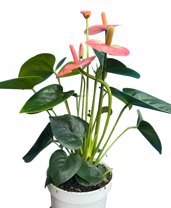 Anthurium andraeanum 'Royal Spirit Champion' Image 3