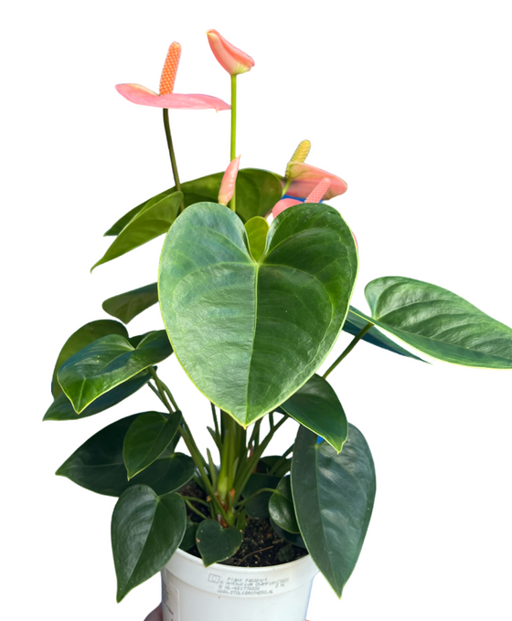 Anthurium andraeanum 'Royal Spirit Champion' Image 4