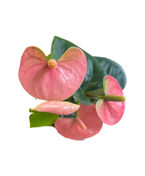 Anthurium andraeanum 'Royal Spirit Champion' Image 5