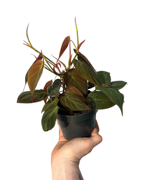 Philodendron hederaceum var. hederaceum