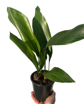 Aspidistra elatior