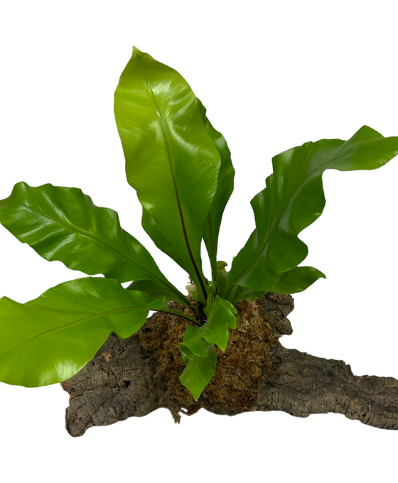 Asplenium nidus - Bird's nest fern Image 6