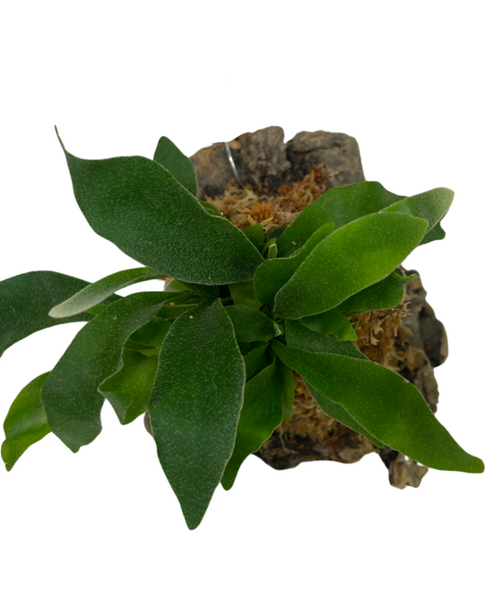 Platycerium bifurcatum - Staghorn fern Image 6