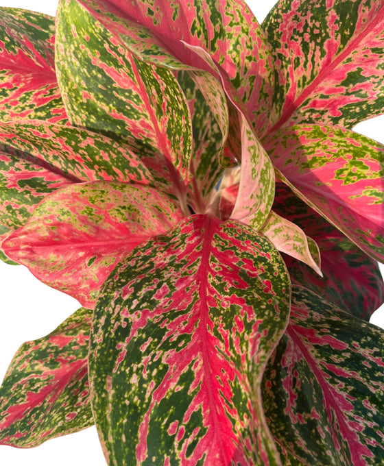 Aglaonema 'Red Emerald' Image 2