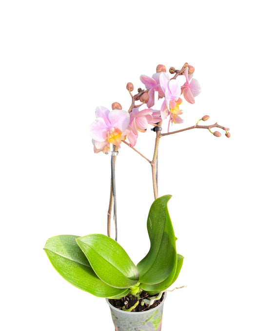 Phalaenopsis hybrid Image 2