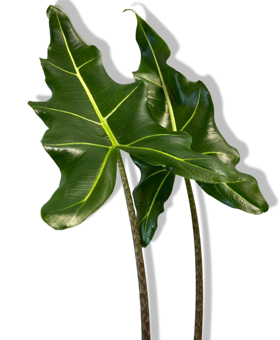 Alocasia ‘Sarian’ Image 1