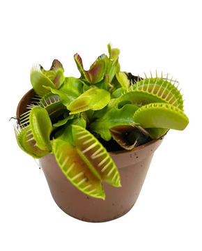 Dionaea muscipula - Venus Fly Trap