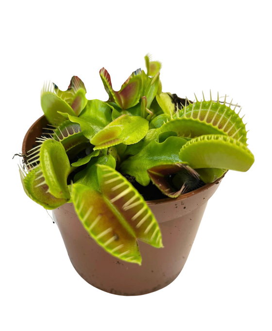 Dionaea muscipula - Venus Fly Trap Image 1