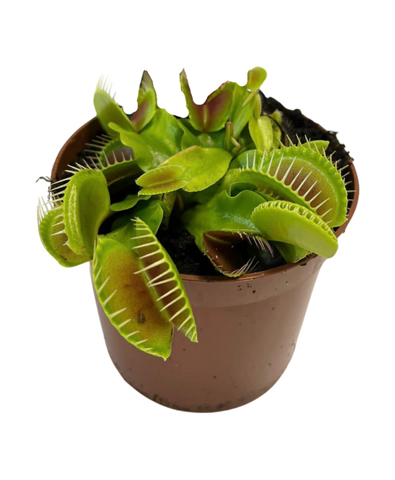 Dionaea muscipula - Venus Fly Trap Image 2