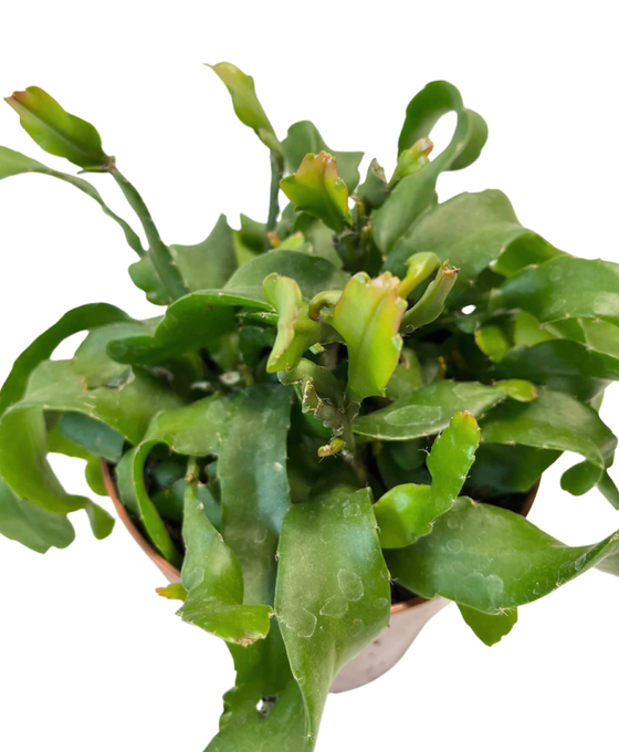 Epiphyllum hookeri subsp. guatemalense Image 2