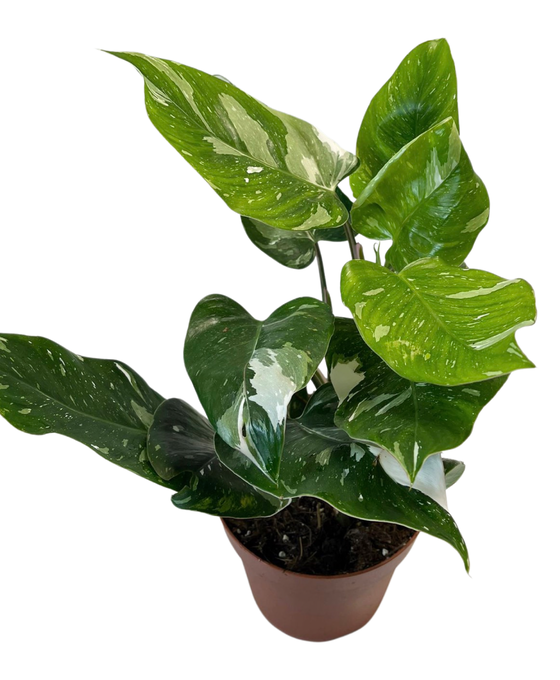 Philodendron erubescens 'White Princess' Image 3