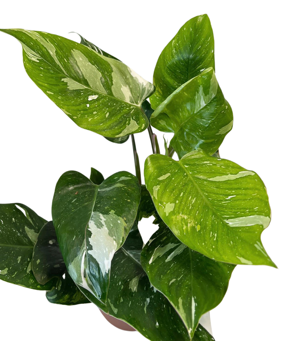 Philodendron erubescens 'White Princess' Image 4