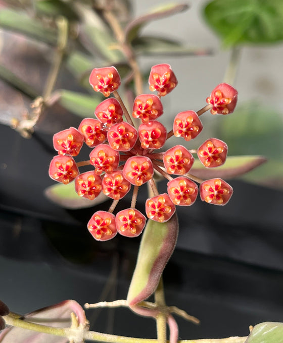 Hoya sp. aff. burtoniae Image 4