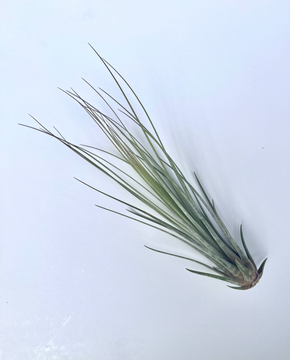 Tillandsia juncea