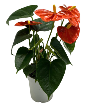 Anthurium andraeanum 'Royal Orange Champion'