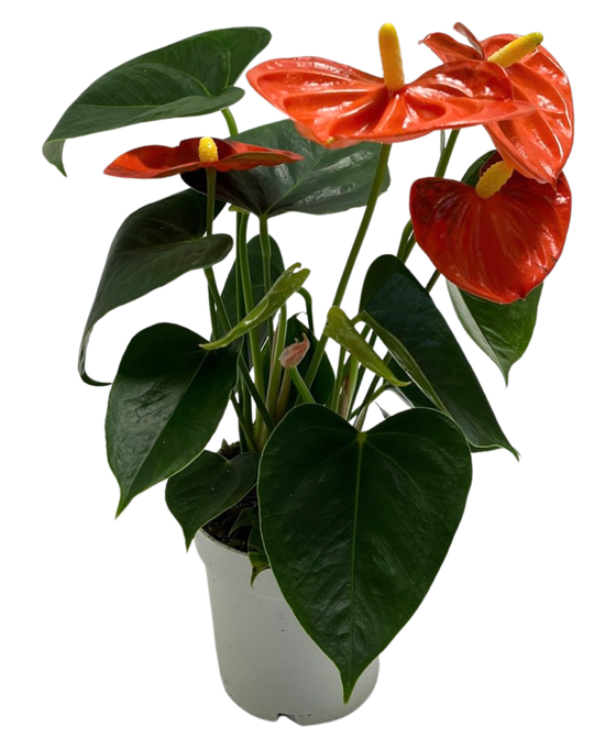 Anthurium andraeanum 'Royal Orange Champion' Image 1