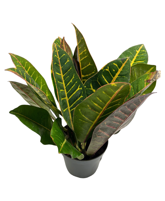 Codiaeum variegatum var. ‘Petra’ Image 2