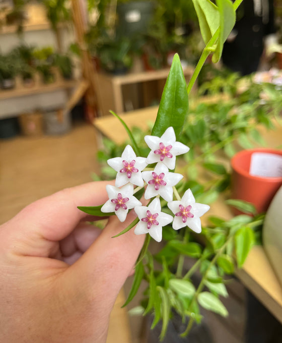 Buy Hoya bella Houseplant - Express UK | Root Houseplants