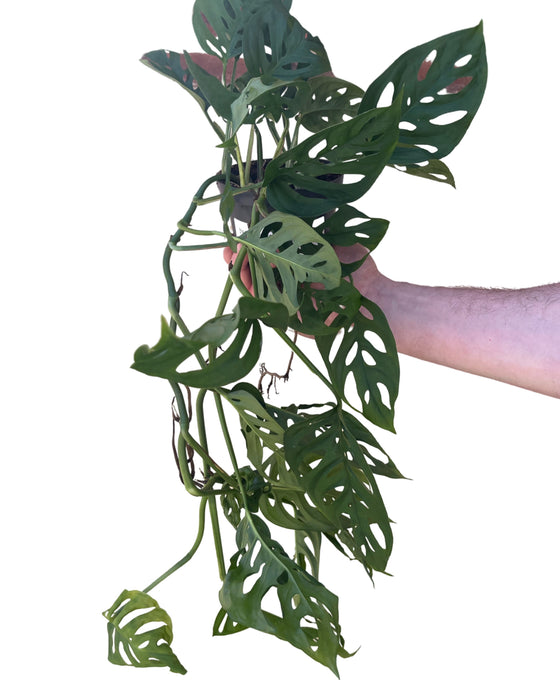 Monstera adansonii Image 2