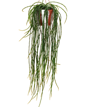 Rhipsalis paradoxa 'Minor'