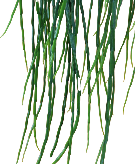 Rhipsalis paradoxa 'Minor' Image 2