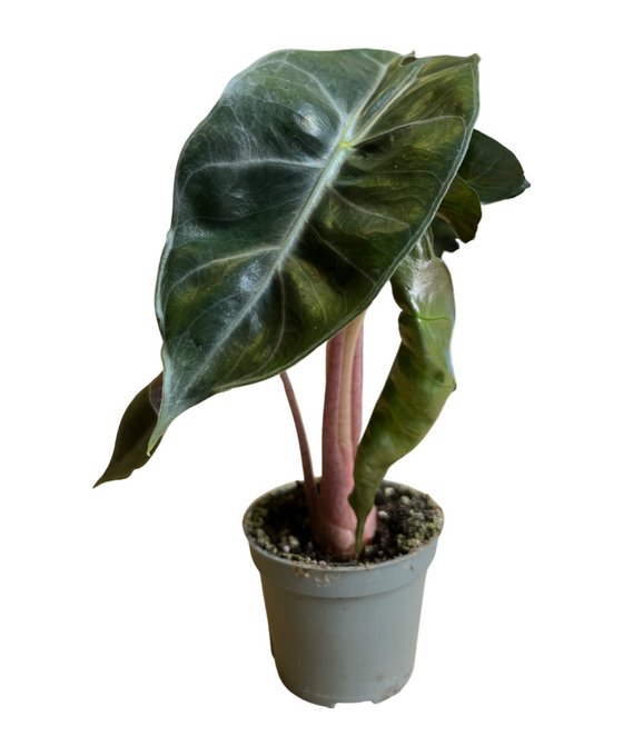 Alocasia 'Pink Dragon' Image 1