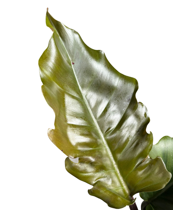 Philodendron 'Pluto' Image 2