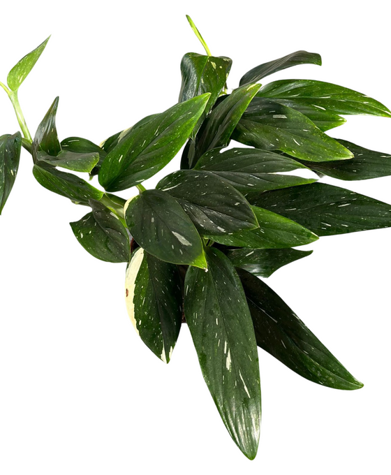 Monstera standleyana Image 1