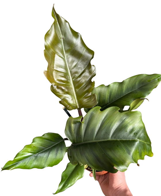 Philodendron 'Pluto' Image 1