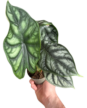 Alocasia baginda 'Dragon Scale'