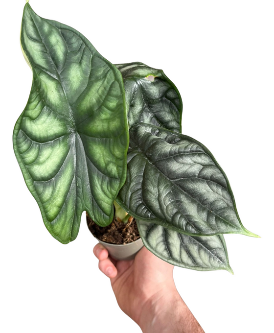 Alocasia baginda 'Dragon Scale' Image 1