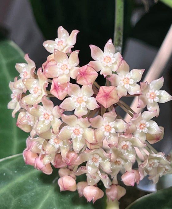 Hoya latifolia 'Variegata' (previously macrophylla) Image 4