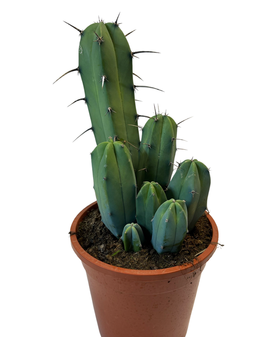 Myrtillocactus geometrizans Image 4