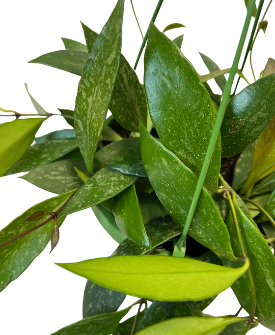 Hoya gracilis Image 3