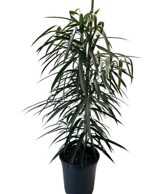 Ficus maclellandii ‘Amstel King’ Image 1