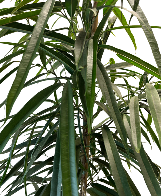 Ficus maclellandii ‘Amstel King’ Image 2