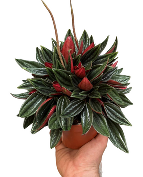 Peperomia 'Eden Rosso'