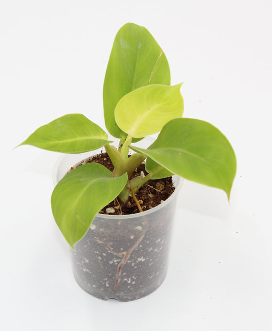 Philodendron 'Moonlight' Image 1
