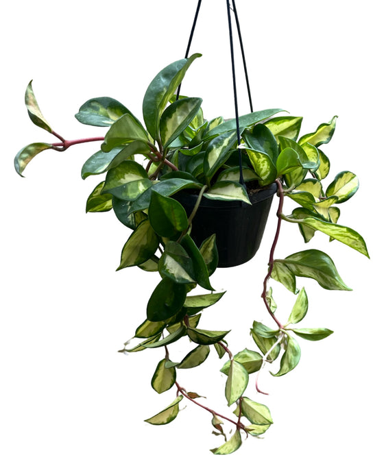 Hoya carnosa 'Tricolour' Image 3