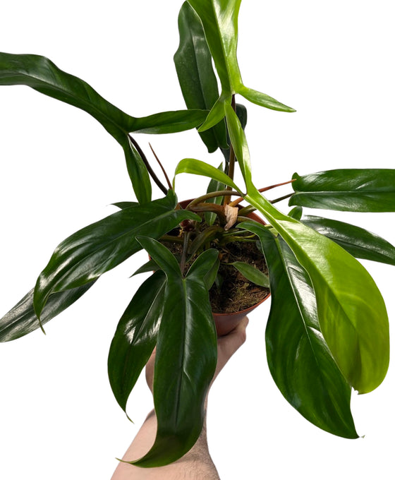 Philodendron 69686 Image 1